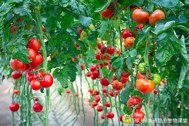 番茄坐果后怎样施肥？西红柿叶面肥喷施注意什么？