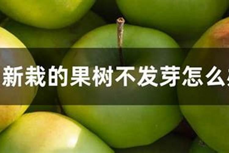 中国最好的果树叶面肥有哪些？