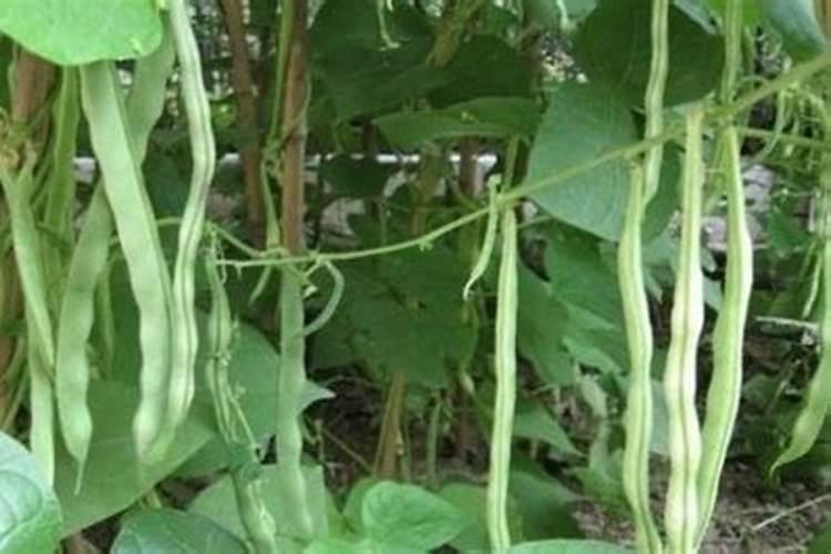 豆角结荚期怎样施肥