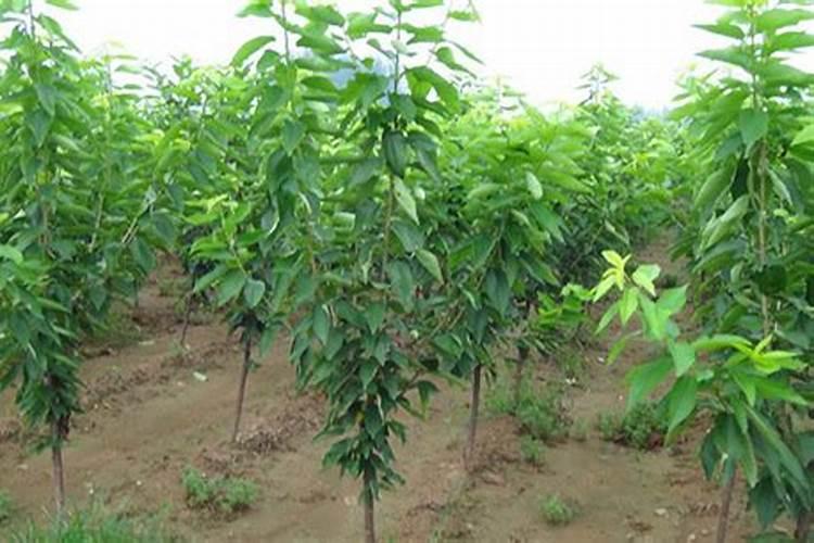 刚刚移栽的樱桃树可以使用叶面肥吗？怎样使用？