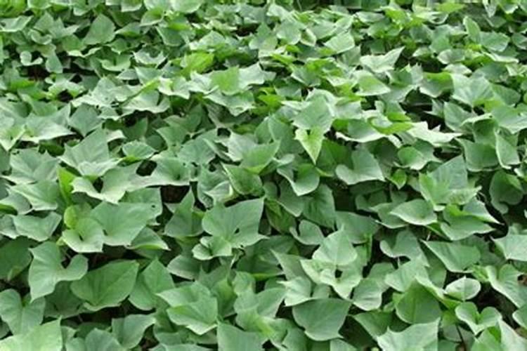 红薯什么时候冲肥最好