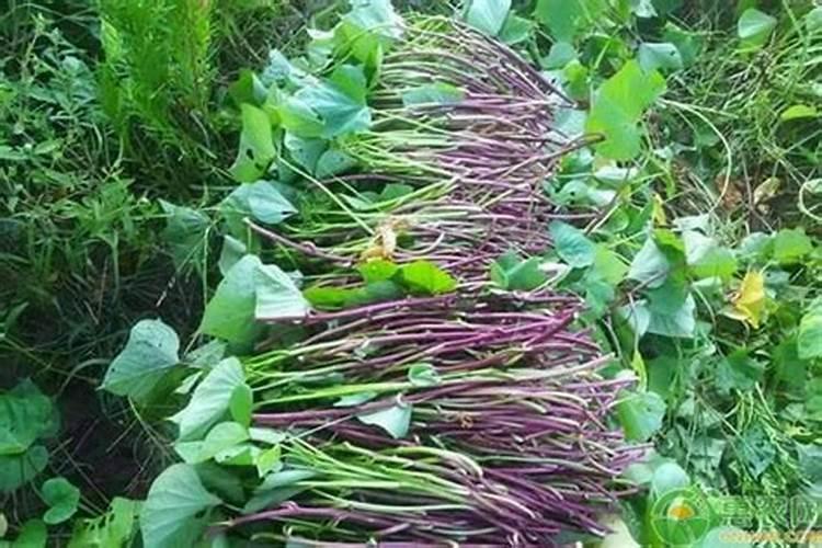 红薯藤长得太好了怎么办呢？