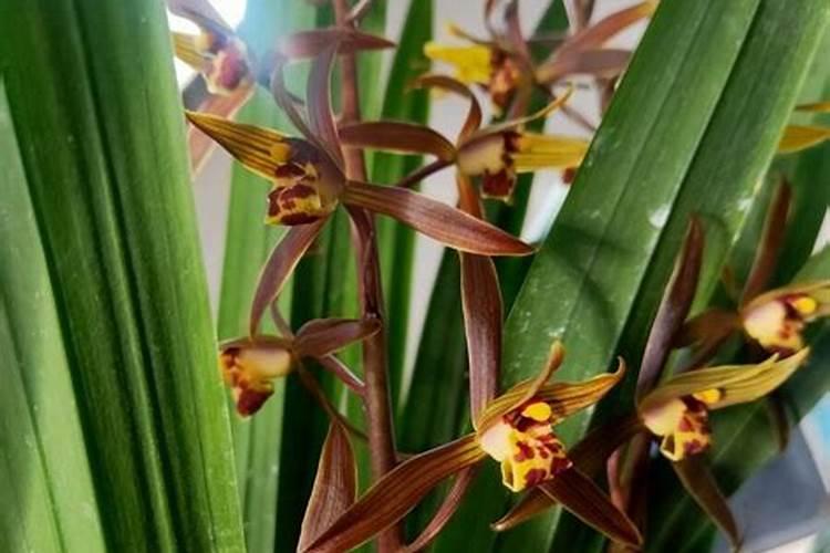 墨兰开花期间怎么养护