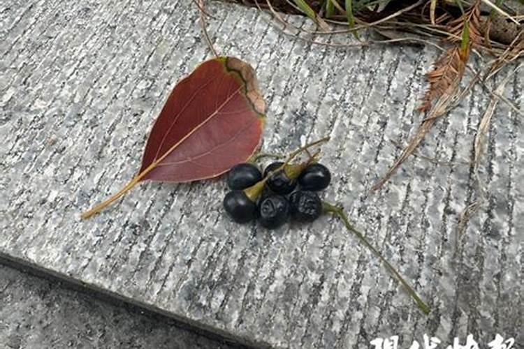 枯了的花能摘下来做成肥料吗,会造成影响吗