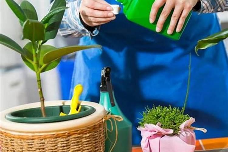 养花用的有机肥有那些