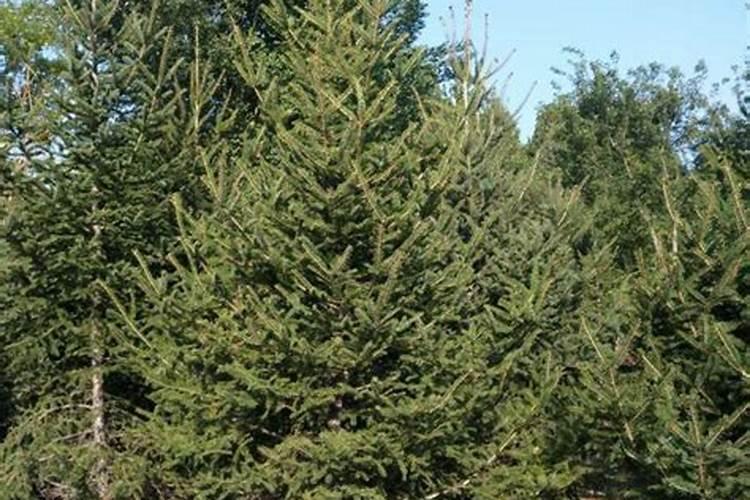 云杉树苗管理栽培的方法有哪些