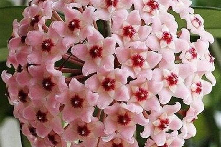 萝卜能追用复合肥吗 萝卜应怎样施肥才合理