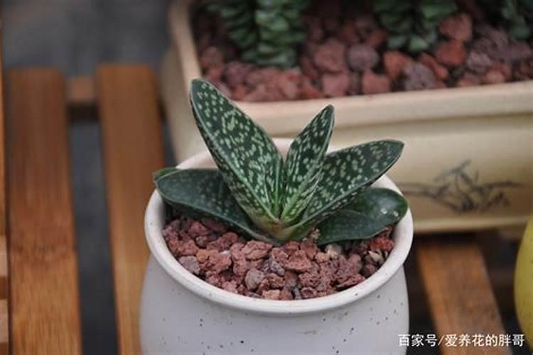 氮肥适合浇什么花