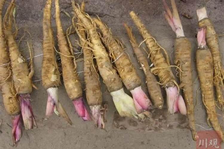 白芷用洋丰复合肥三个18的质量怎么样？