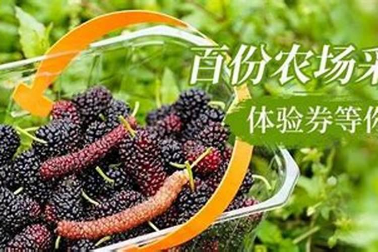 枇杷树什么时候施肥