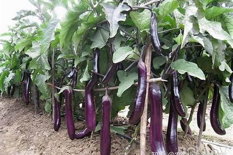 什么是茄子为何不可施用代森锰锌类农药