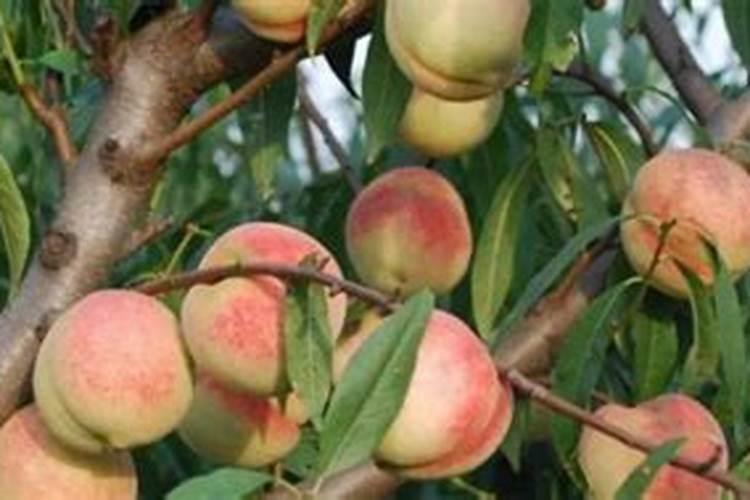 桃树施肥时间和方法