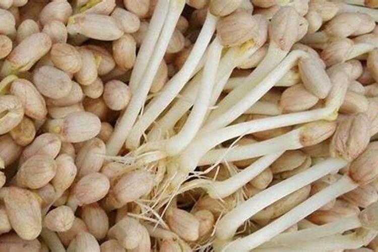 茶叶高效种植管理技术要点 茶叶应该怎么养殖好