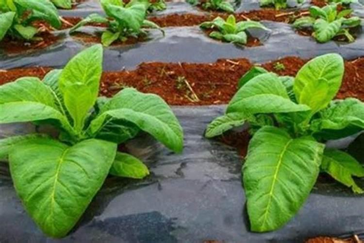 烟草应该施什么类型的氮肥 烟草施肥的的技术要点介绍