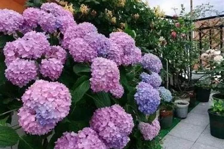 绣球花怎么施肥