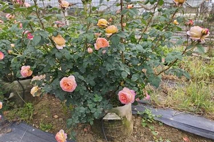 尿素可以浇月季花吗