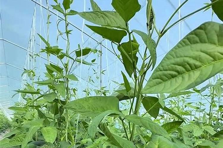 盐碱地能的豆角能追施硝态氮复合肥料吗？