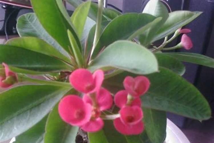 虎刺梅花开的小是咋回事 怎样养虎刺梅花开的旺盛