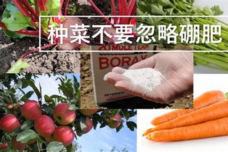 妈妈种菜用的小妙招