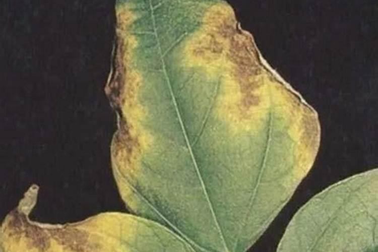 板栗的高产种植技术 板栗周年怎么管理