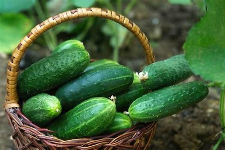 黄瓜用氯化钾可以吗