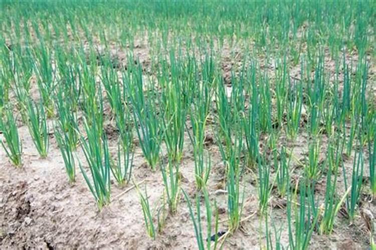 洋葱可能出现的生理性病害有哪些？如何防治？