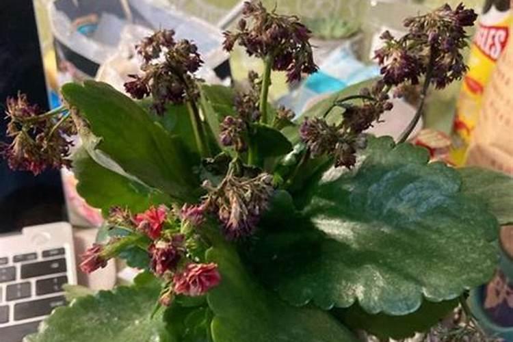 长寿花施什么肥好