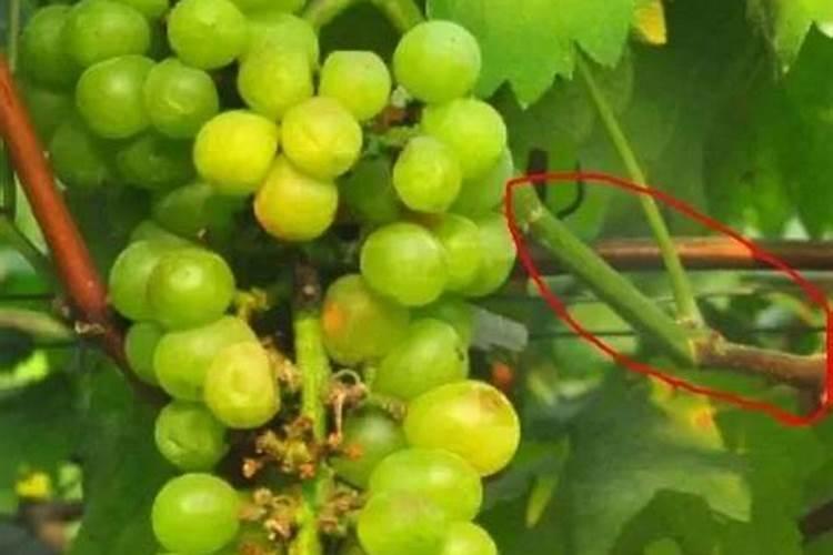 葡萄树可以施尿素吗 葡萄施尿素肥可以吗