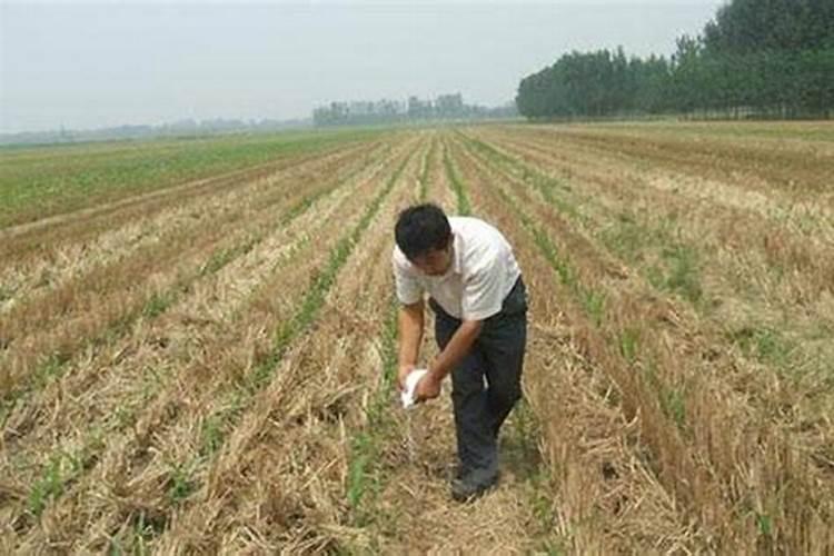 玉米肥料怎样施效果好