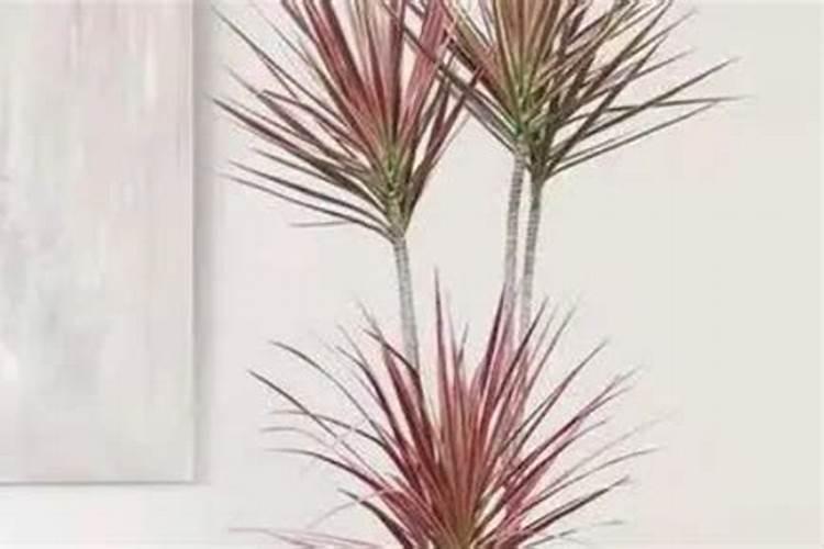 七彩铁怎么养的粗壮