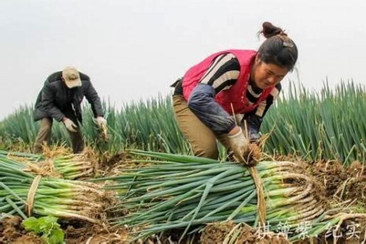 种小葱的时间和方法