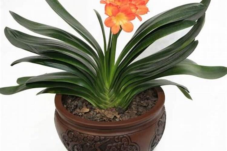 家养君子兰氮磷钾如何采用