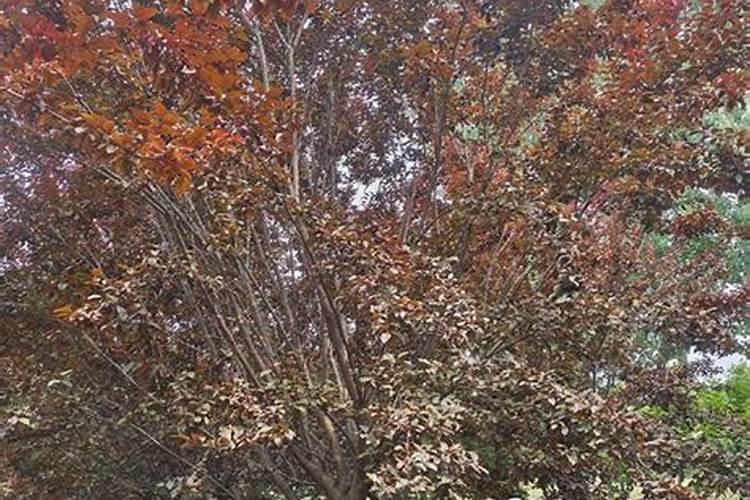 红叶李叶子邹巴巴是什么原因？