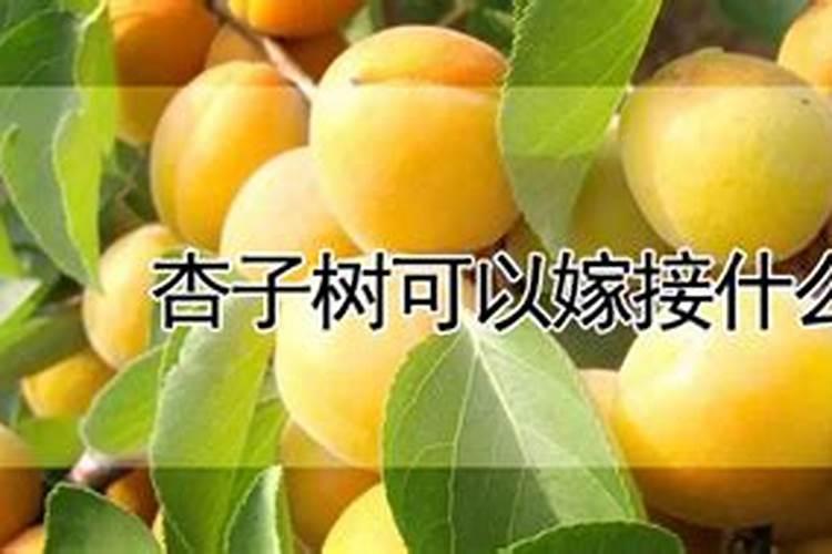 杏树施肥方法及时间 关于杏树施肥方法及时间