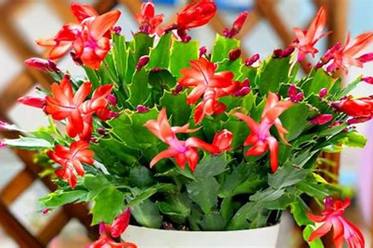 怎样根据蟹爪兰的生长情况施肥