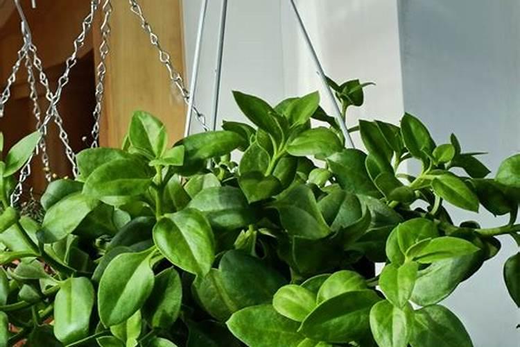 牡丹吊兰施什么肥 牡丹吊兰怎么施肥