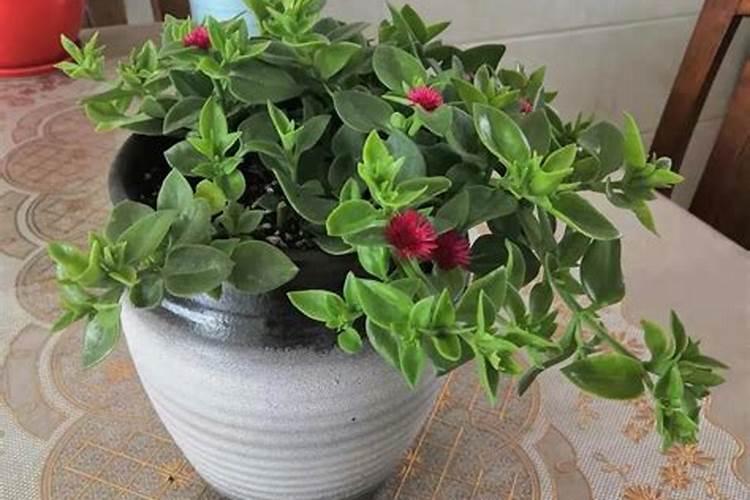 牡丹吊兰施什么肥