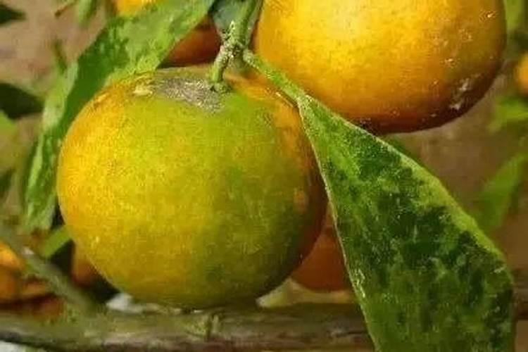 柑橘返青怎么办？柑橘果实返青的原因及预防方法