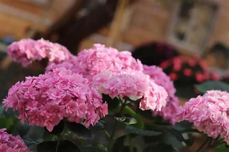 绣球花怎么养护