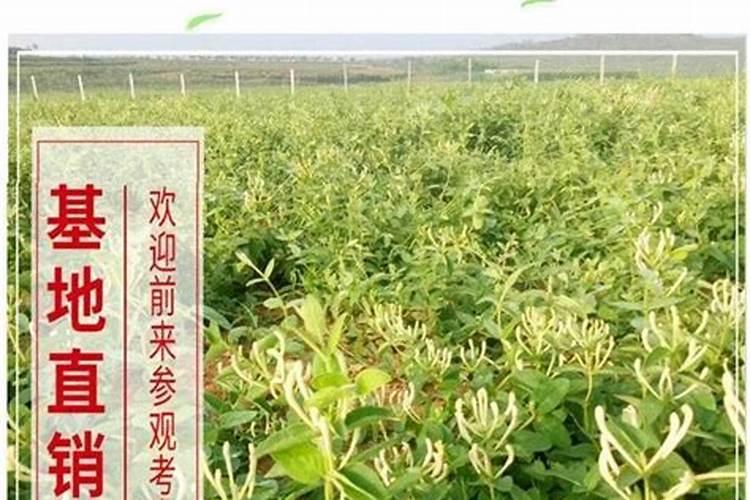 刚栽的一年的金银花苗用施肥吗？