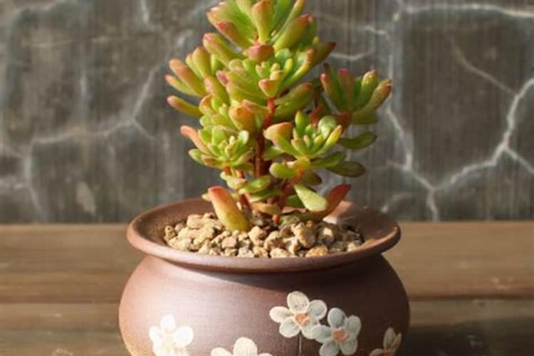 多肉上色肥料怎么用