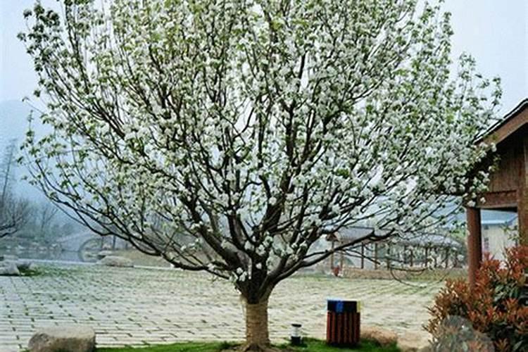 海棠树怎么养殖方法和注意事项