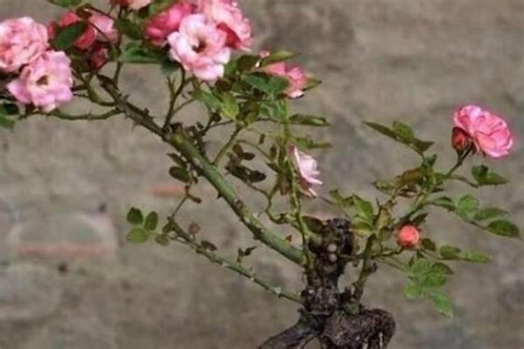 网上买的老桩月季长白根了能养活吗？