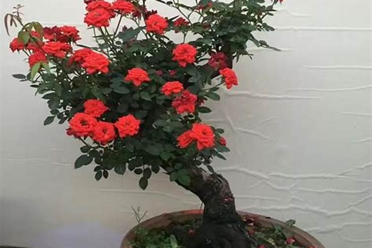 如何给月季花施肥