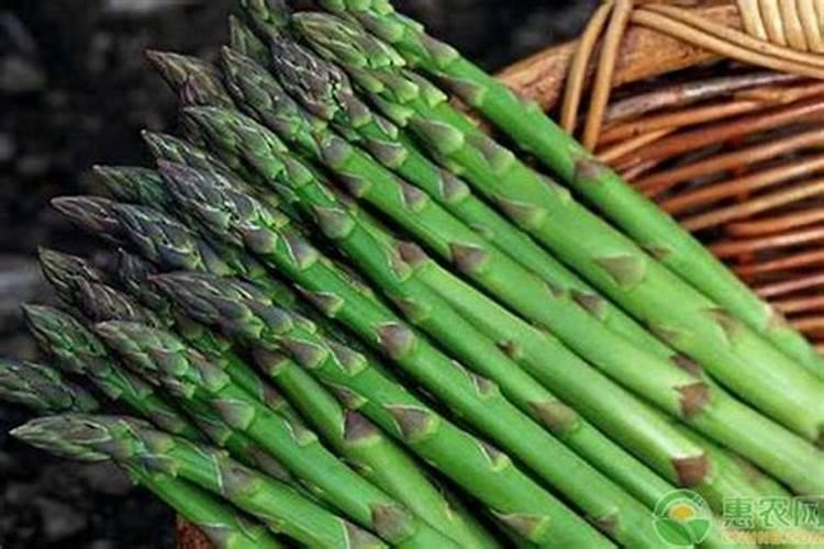 芦笋是怎么种出来的