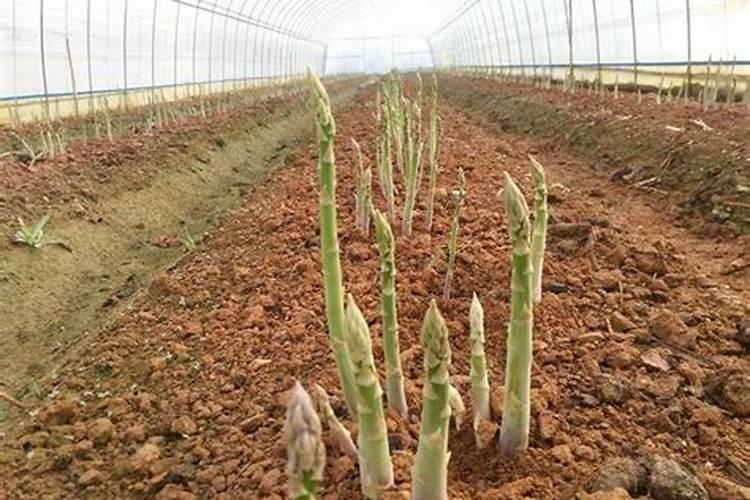 芦笋育苗用什么肥料