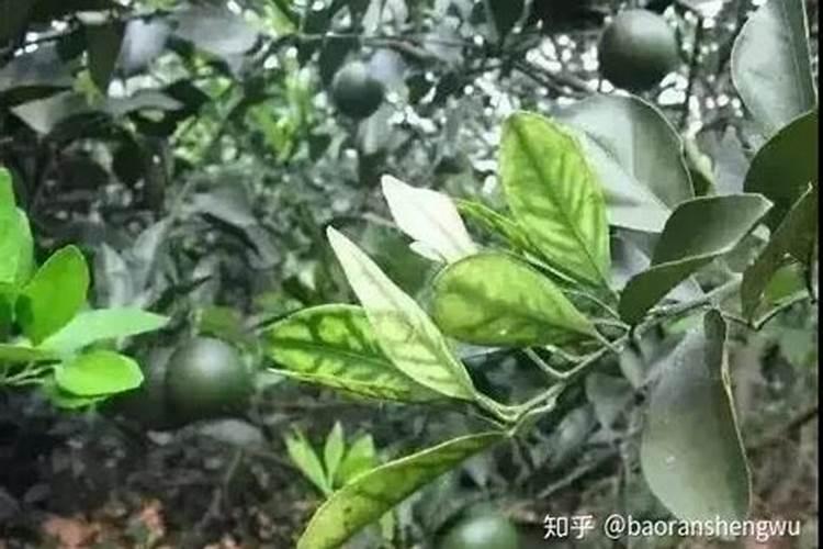 新买的茉莉花怎么养