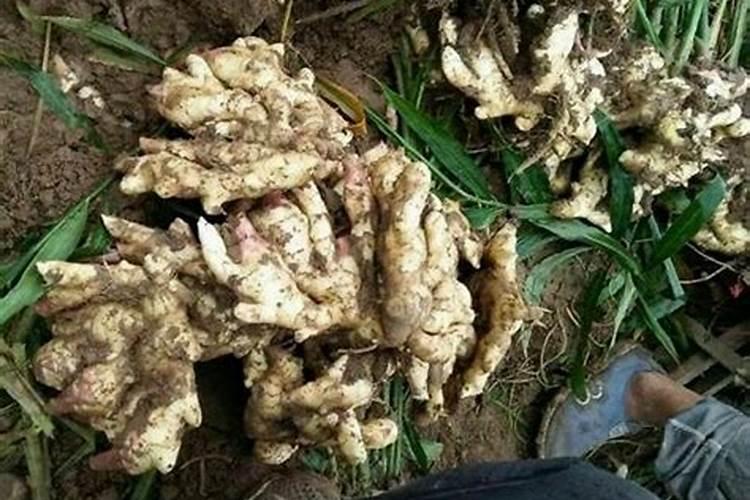 大姜根茎块膨大用什么？大姜根茎块膨大用哪个叶面肥？大姜根茎块膨大喷昆...