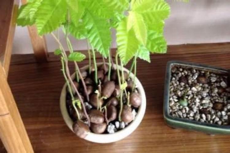 板栗壳可以做花肥吗