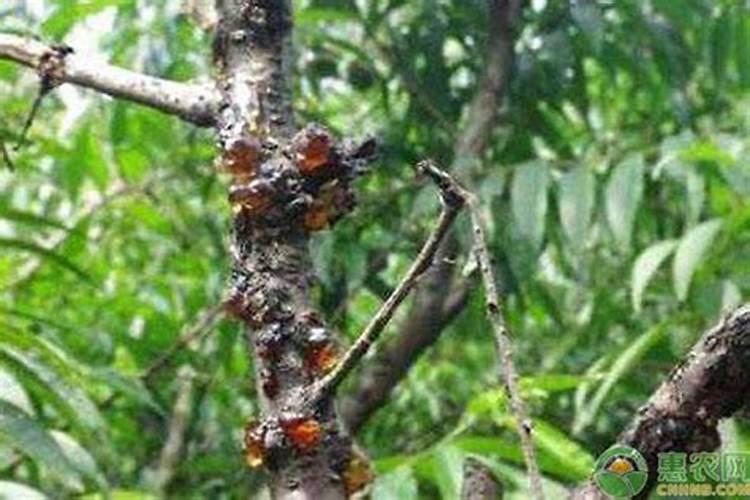 樱桃开花坐果期施微量元素肥怎么做更高产